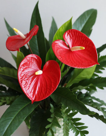 Необычные цветы для букета