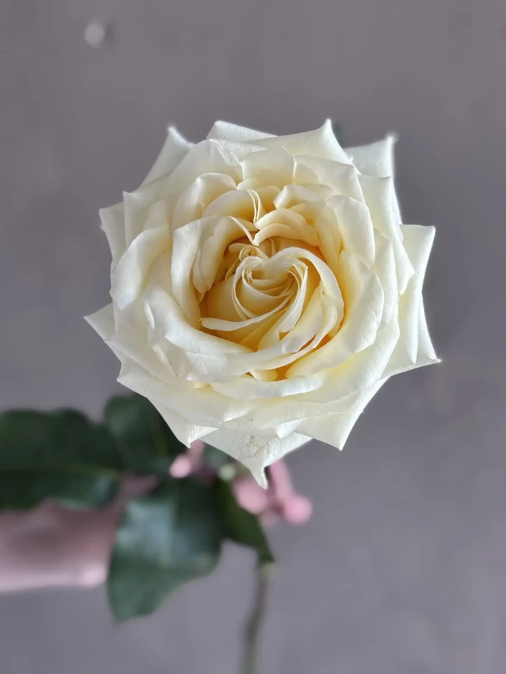 Розы Канделайт