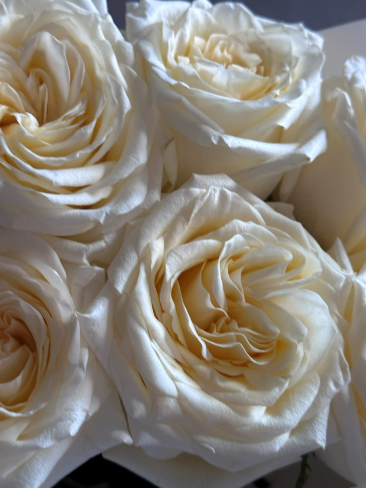 7 пионовидных роз