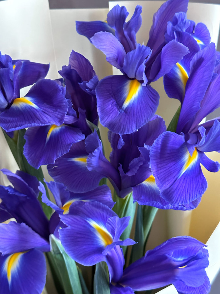 Букет из 7 ирисов