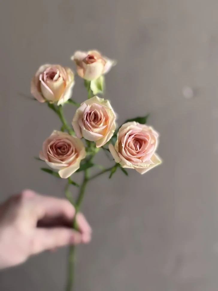 Кустовая роза