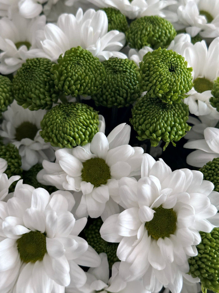 9 кустовых хризантем