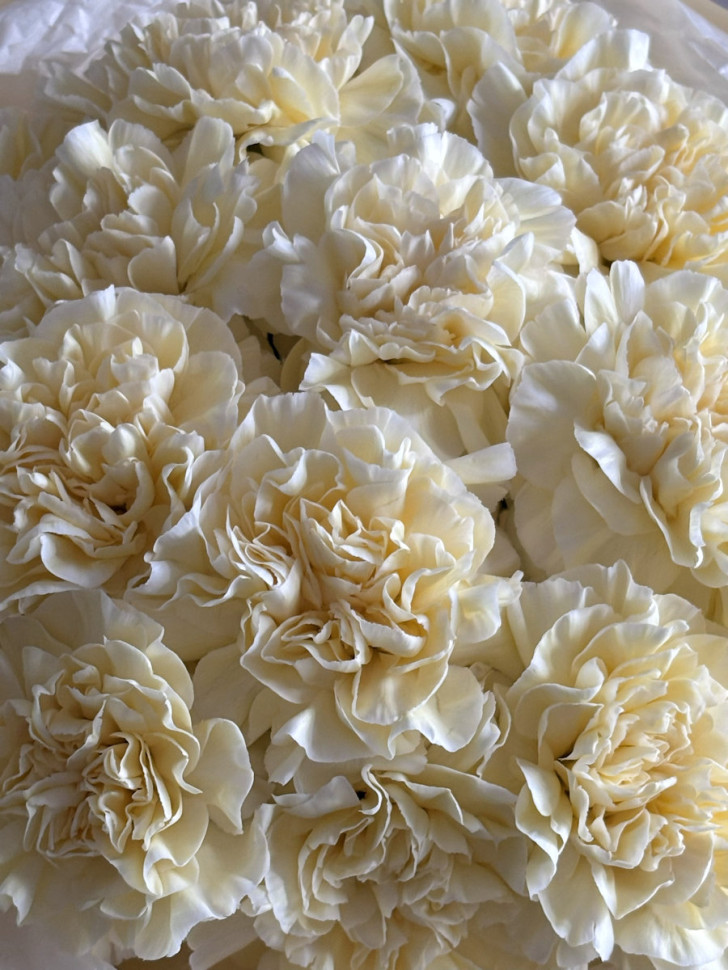 Букет из 15 кремовых диантусов