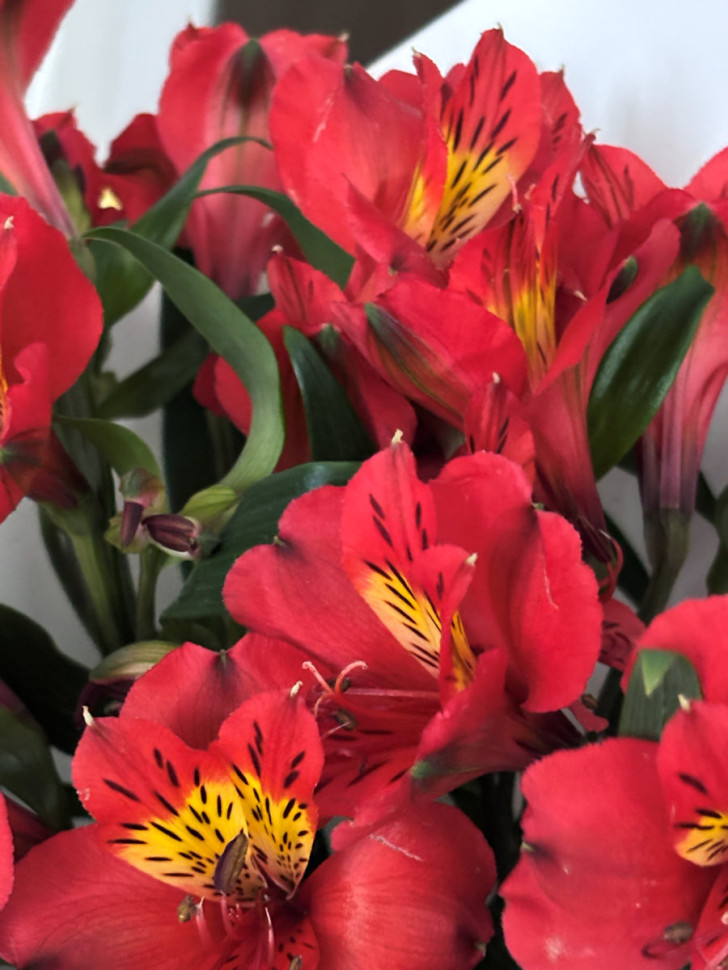 Букет-комплимент из красных альстромерий