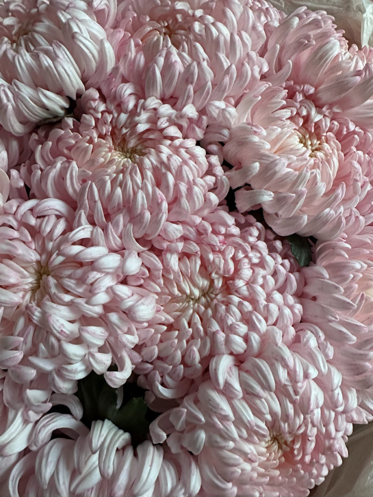 15 хризантем Рибонет