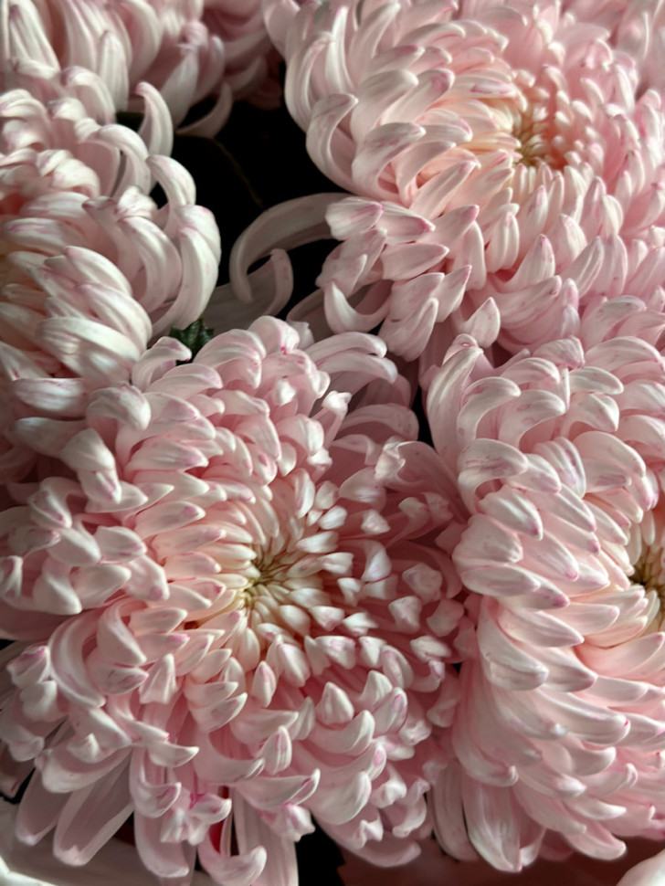 9 хризантем Рибонет