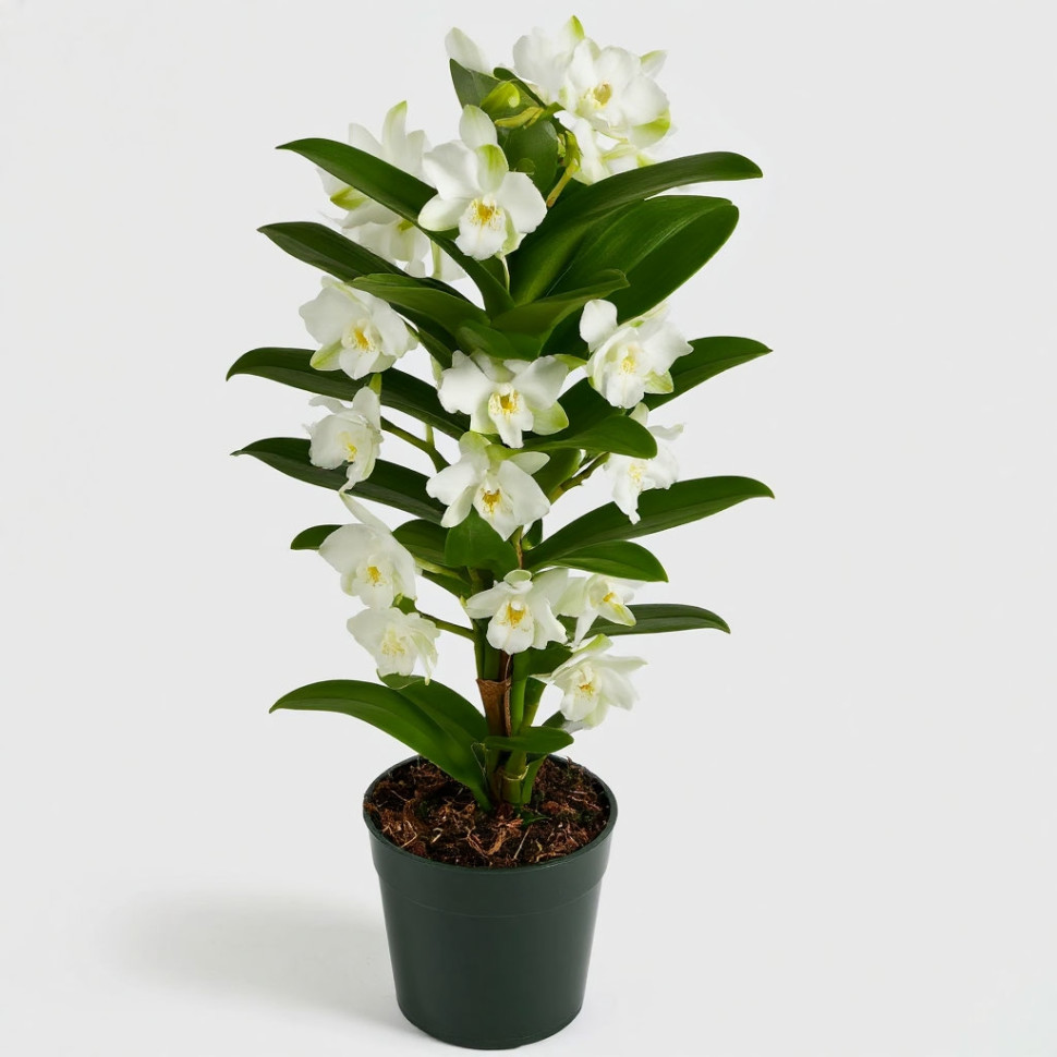 Дендробиум