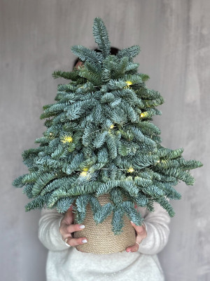 Елка на оазисе