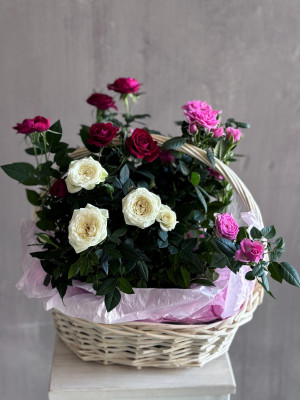 Композиция из роз, высаженных в грунт