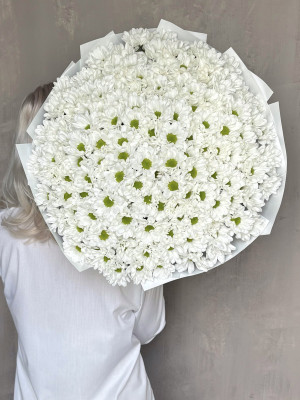 35 хризантем 