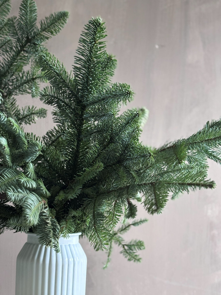 Свежий ароматный Нобилис в вазе