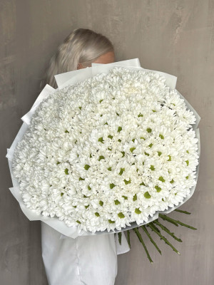 51 хризантема