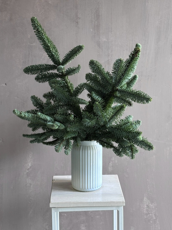 Ароматный Нобилис «Хвойная нежность»