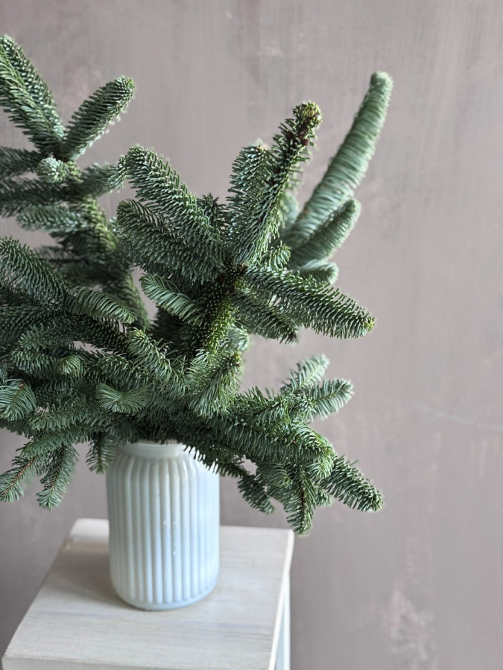 Ароматный Нобилис «Хвойная нежность»