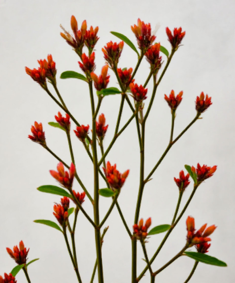 Анигозантус