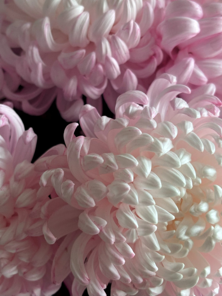 Букет из 5 хризантем Рибонет